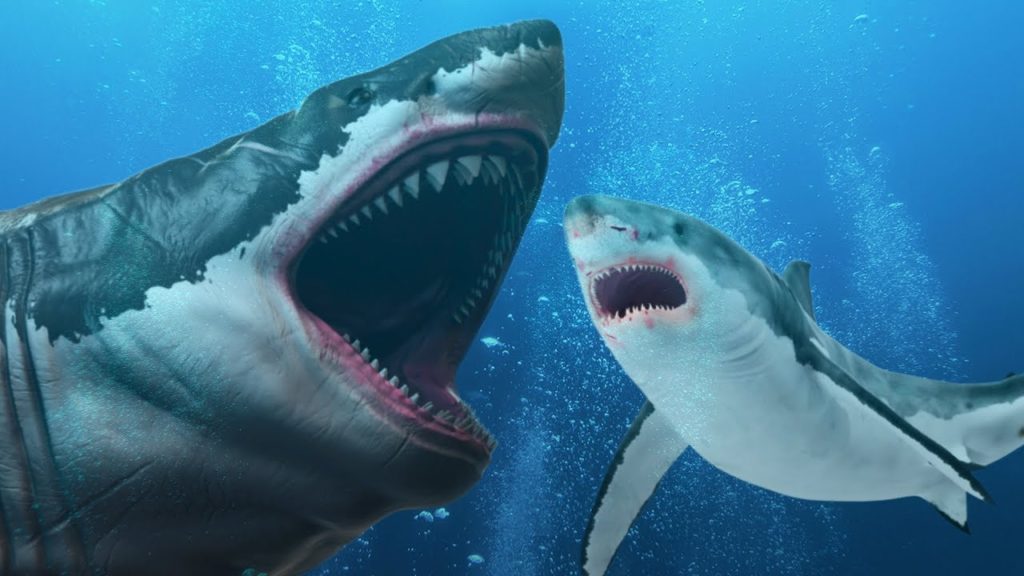 Requin Tueur Dans Un Autre Monde Australie: Il retrouve le corps sans tête d’un requin de 100kg mordu