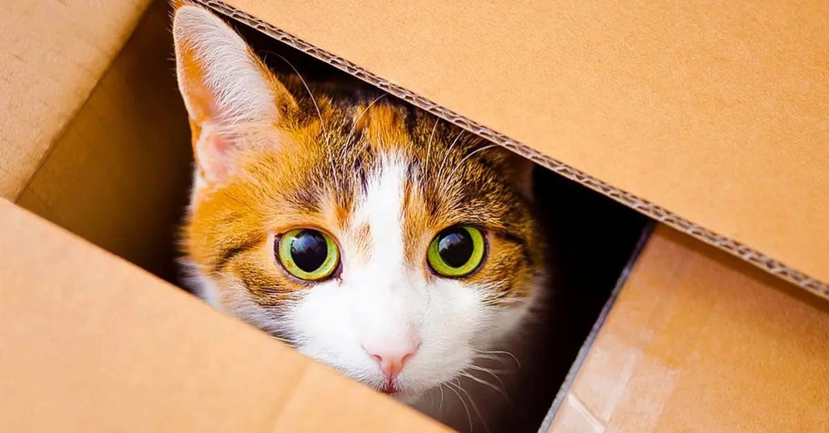 Pourquoi Les Chats Aiment Ils Se Cacher Dans Des Bo Tes En Carton Le